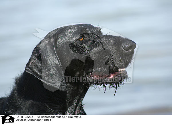Deutsch Drahthaar Portrait / IF-02205