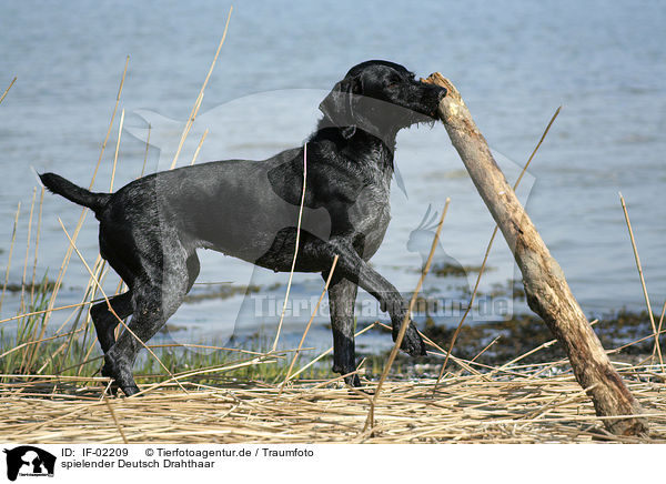 spielender Deutsch Drahthaar / playing German Wirehaired Pointer / IF-02209