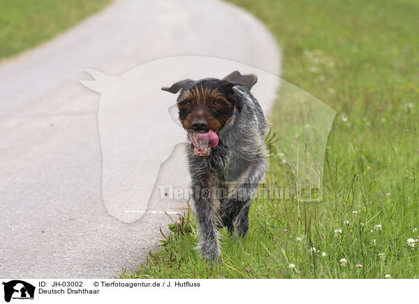 Deutsch Drahthaar / German wirehaired Pointer / JH-03002
