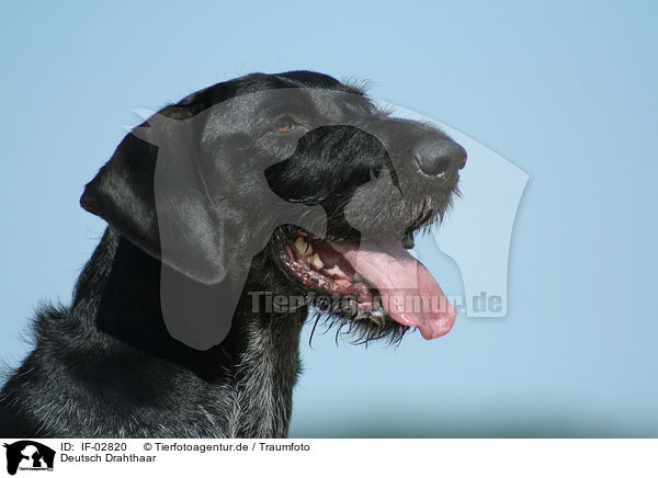 Deutsch Drahthaar / German Wirehaired Pointer / IF-02820