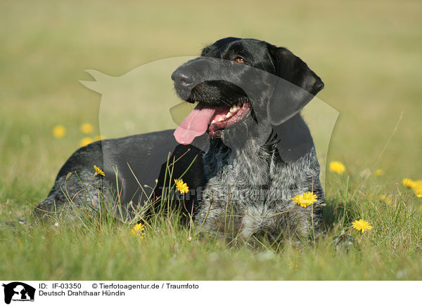 Deutsch Drahthaar Hndin / German wirehaired Pointer / IF-03350