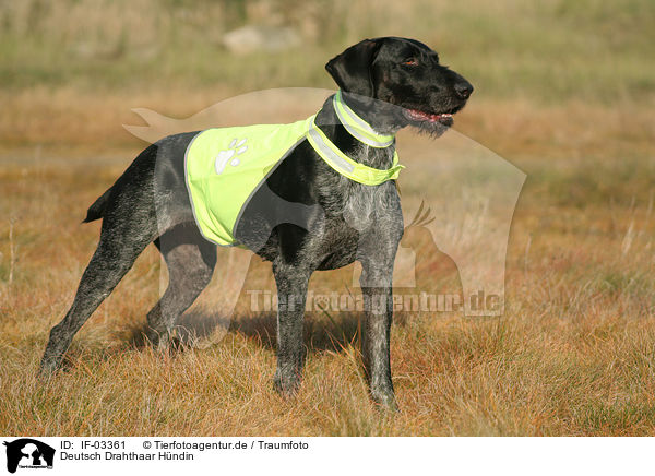 Deutsch Drahthaar Hndin / German wirehaired Pointer / IF-03361