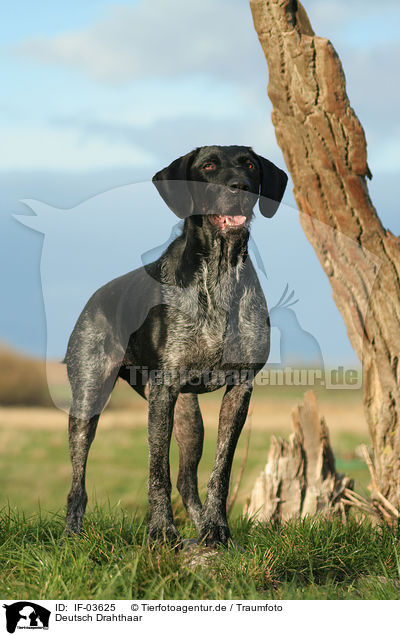 Deutsch Drahthaar / German Wirehaired Pointer / IF-03625