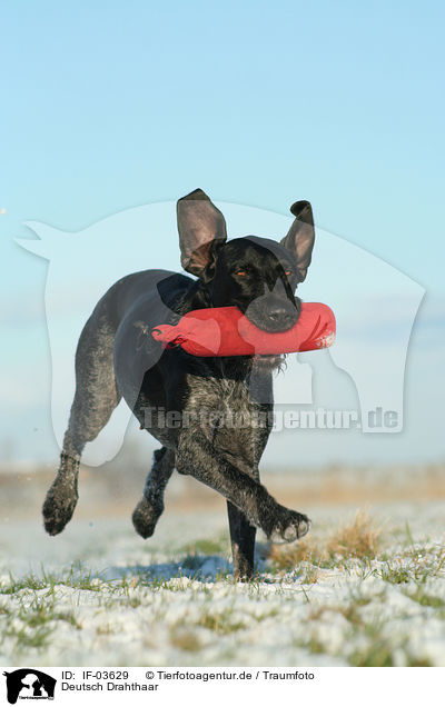 Deutsch Drahthaar / German Wirehaired Pointer / IF-03629