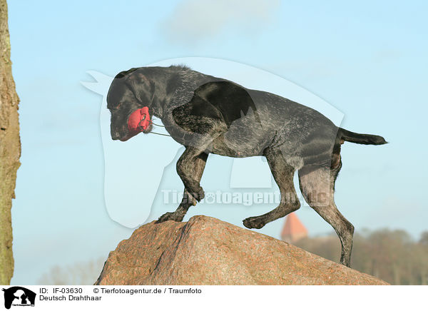 Deutsch Drahthaar / German Wirehaired Pointer / IF-03630
