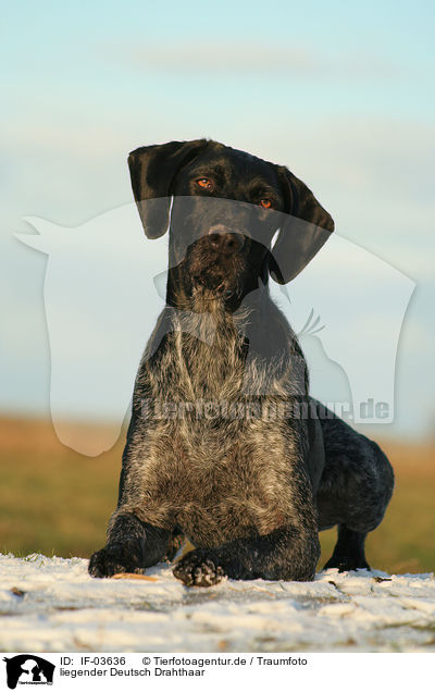 liegender Deutsch Drahthaar / lying German Wirehaired Pointer / IF-03636