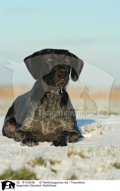 liegender Deutsch Drahthaar / lying German Wirehaired Pointer / IF-03638