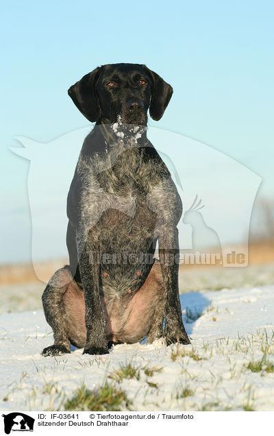 sitzender Deutsch Drahthaar / sitting German Wirehaired Pointer / IF-03641
