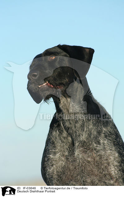 Deutsch Drahthaar Portrait / German Wirehaired Pointer / IF-03646