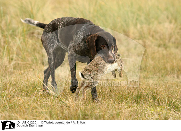 Deutsch Drahthaar / German wirehaired / AB-01225