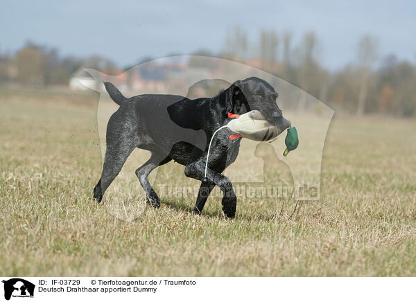 Deutsch Drahthaar apportiert Dummy / German wirehaired Pointer / IF-03729