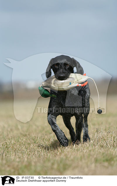 Deutsch Drahthaar apportiert Dummy / German wirehaired Pointer / IF-03730