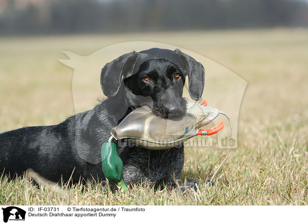 Deutsch Drahthaar apportiert Dummy / German wirehaired Pointer / IF-03731