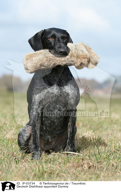 Deutsch Drahthaar apportiert Dummy / German wirehaired Pointer / IF-03734