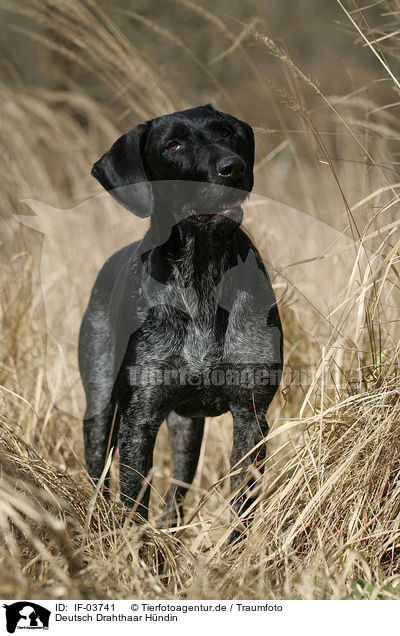 Deutsch Drahthaar Hndin / German Wirehaired Pointer / IF-03741
