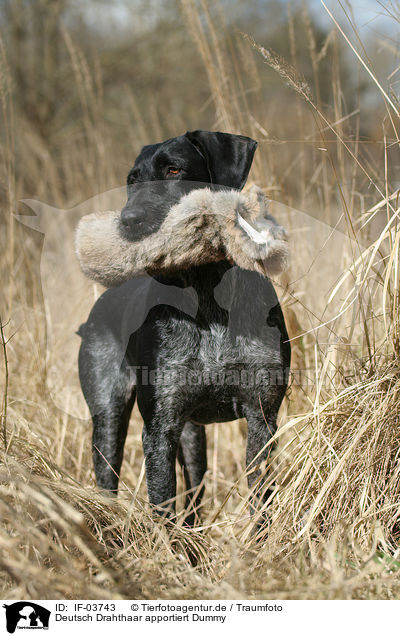 Deutsch Drahthaar apportiert Dummy / German wirehaired Pointer / IF-03743