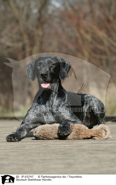 Deutsch Drahthaar Hndin / German Wirehaired Pointer / IF-03747