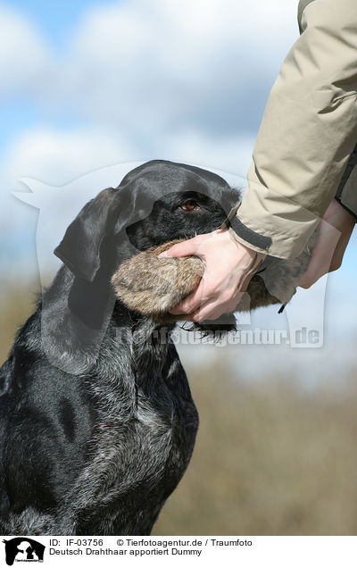 Deutsch Drahthaar apportiert Dummy / German wirehaired Pointer / IF-03756