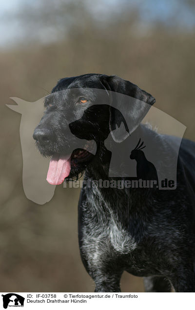 Deutsch Drahthaar Hndin / German Wirehaired Pointer / IF-03758