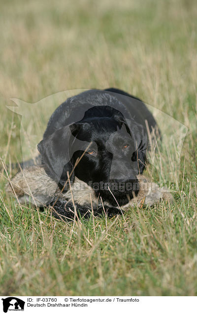 Deutsch Drahthaar Hndin / German Wirehaired Pointer / IF-03760