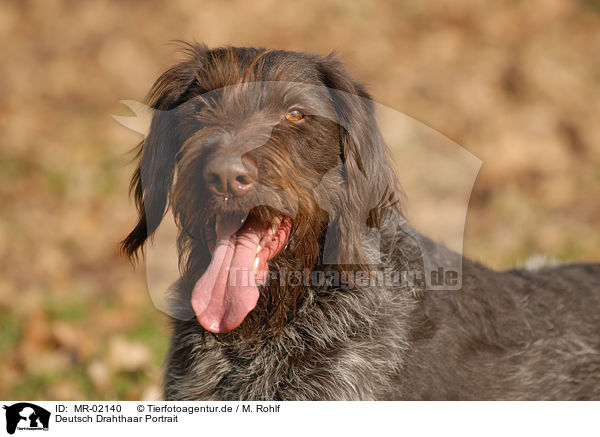 Deutsch Drahthaar Portrait / German Wirehaired Portrait / MR-02140