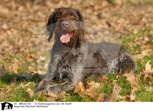 liegender Deutsch Drahthaar / lying German Wirehaired Pointer / MR-02142