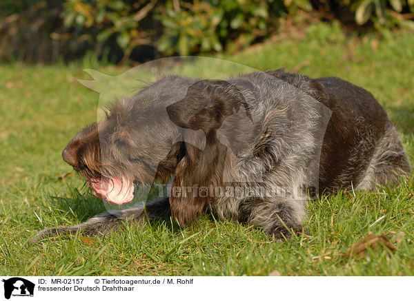 fressender Deutsch Drahthaar / eating German wiredhaired Pointer / MR-02157