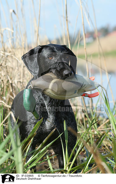 Deutsch Drahthaar / German wirehaired Pointer / IF-03865