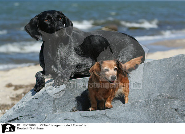 Deutsch Drahthaar / German wirehaired Pointer / IF-03880