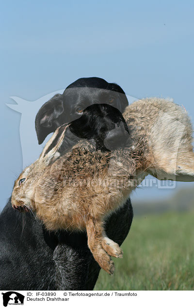 Deutsch Drahthaar / German wirehaired Pointer / IF-03890