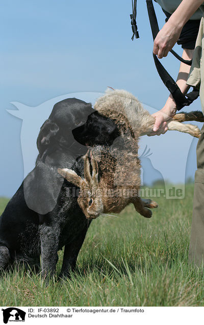 Deutsch Drahthaar / German wirehaired Pointer / IF-03892