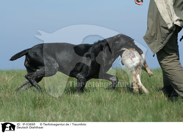 Deutsch Drahthaar / German wirehaired Pointer / IF-03895