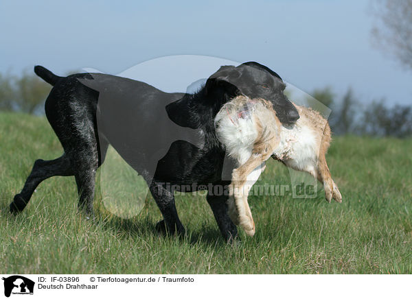 Deutsch Drahthaar / German wirehaired Pointer / IF-03896