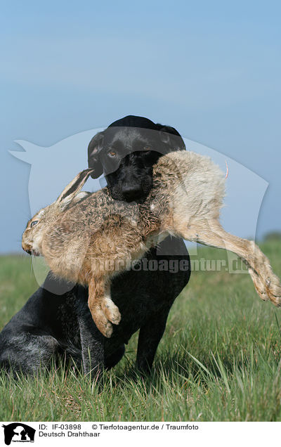 Deutsch Drahthaar / German wirehaired Pointer / IF-03898