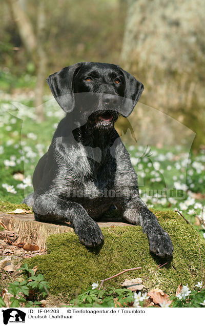 Deutsch Drahthaar / German Wirehaired Pointer / IF-04203