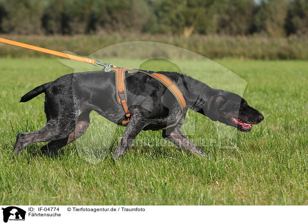 Fhrtensuche / track / IF-04774