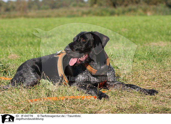 Jagdhundausbildung / hunting training / IF-04776