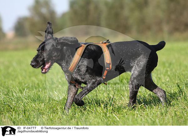 Jagdhundausbildung / hunting training / IF-04777