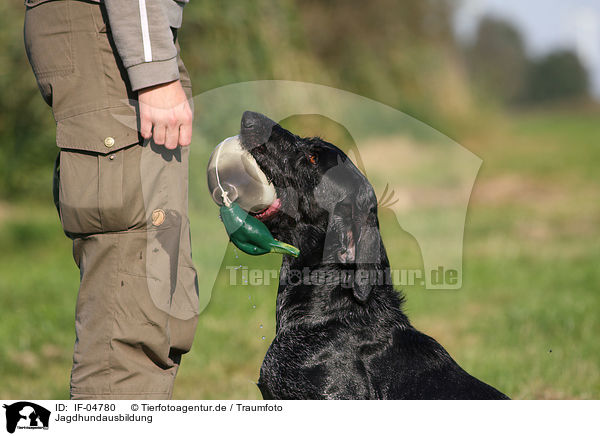 Jagdhundausbildung / hunting training / IF-04780