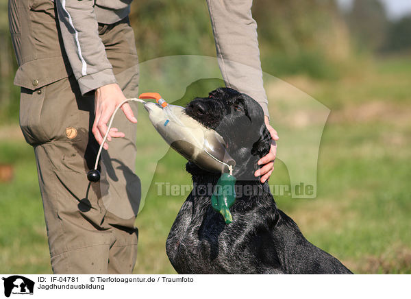 Jagdhundausbildung / hunting training / IF-04781