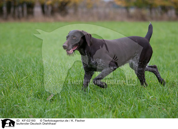 laufender Deutsch Drahthaar / trotting German wirehaired Pointer / KF-02160