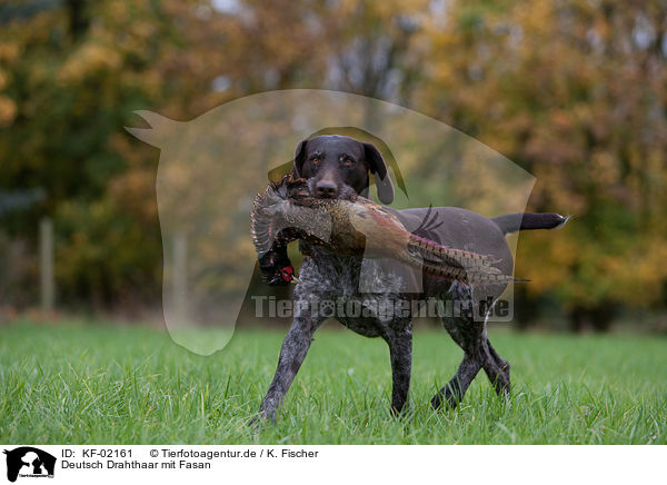Deutsch Drahthaar mit Fasan / German wirehaired Pointer with pheasant / KF-02161