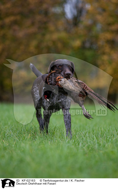 Deutsch Drahthaar mit Fasan / German wirehaired Pointer with pheasant / KF-02163