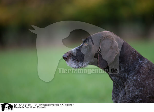 Deutsch Drahthaar Portrait / German wirehaired Pointer Portrait / KF-02165