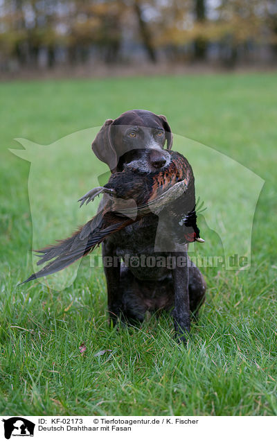 Deutsch Drahthaar mit Fasan / German wirehaired Pointer with pheasant / KF-02173