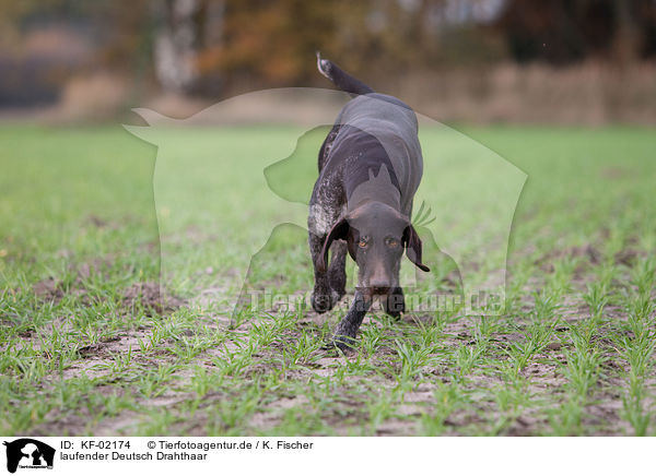 laufender Deutsch Drahthaar / trotting German wirehaired Pointer / KF-02174