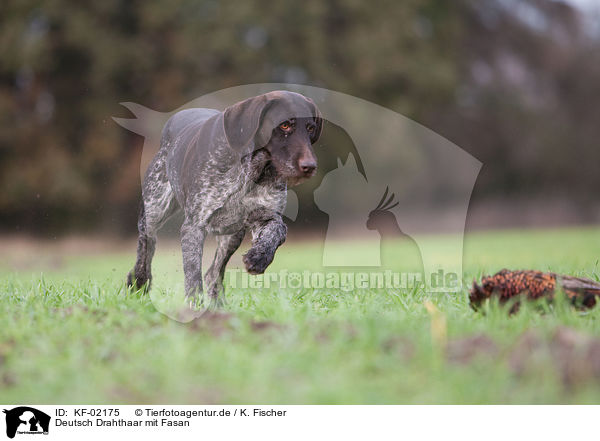 Deutsch Drahthaar mit Fasan / German wirehaired Pointer with pheasant / KF-02175