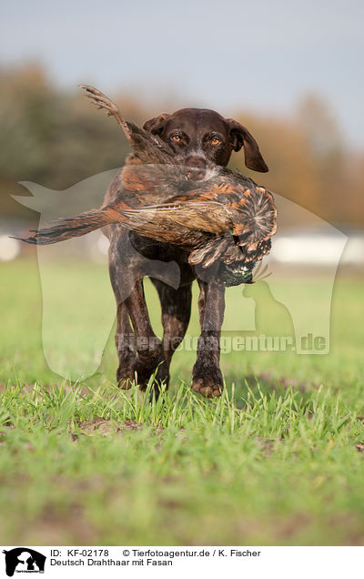 Deutsch Drahthaar mit Fasan / German wirehaired Pointer with pheasant / KF-02178