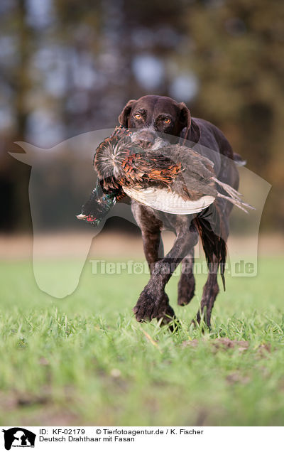 Deutsch Drahthaar mit Fasan / German wirehaired Pointer with pheasant / KF-02179