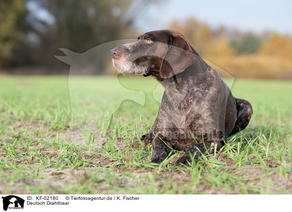 Deutsch Drahthaar / German wirehaired Pointer / KF-02180
